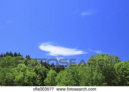 Trees and sky with clouds View Large Photo Image Stock Photo - Trees and sky with clouds. Fotosearch