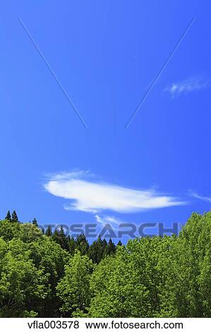 Trees and sky with clouds View Large Photo Image Stock Photo - Trees and sky with clouds. Fotosearch