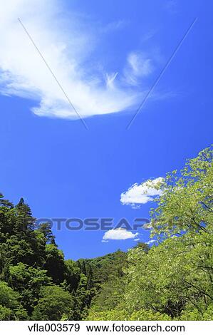 Stock Photo - Trees and sky with clouds. Fotosearch