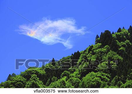 Trees and sky with clouds View Large Photo Image Stock Photography - Trees and sky with clouds. Fotosearch