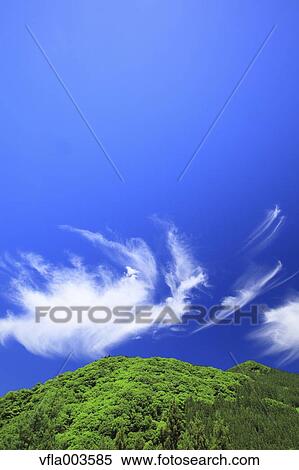 Trees and sky with clouds View Large Photo Image Stock Photography - Trees and sky with clouds. Fotosearch