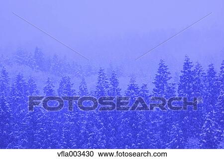 Trees covered in snow, Niigata Prefecture, Japan View Large Photo Image Stock Image - Trees covered in snow, Niigata Prefecture, Japan. Fotosearch