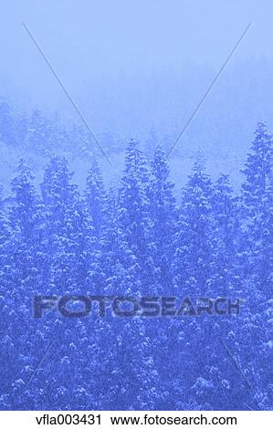 Trees covered in snow, Niigata Prefecture, Japan View Large Photo Image Stock Image - Trees covered in snow, Niigata Prefecture, Japan. Fotosearch