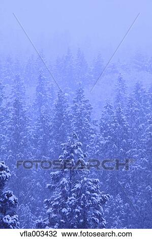 Trees covered in snow, Niigata Prefecture, Japan View Large Photo Image Stock Image - Trees covered in snow, Niigata Prefecture, Japan. Fotosearch