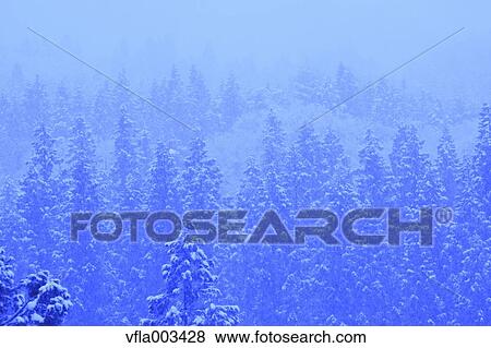 Trees covered in snow, Niigata Prefecture, Japan View Large Photo Image Stock Photo - Trees covered in snow, Niigata Prefecture, Japan. Fotosearch