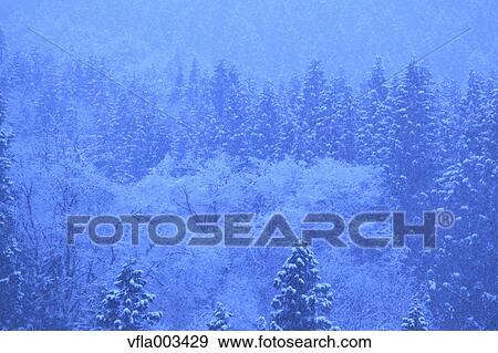 Trees covered in snow, Niigata Prefecture, Japan View Large Photo Image Stock Photo - Trees covered in snow, Niigata Prefecture, Japan. Fotosearch