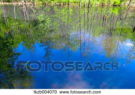 Stock Image - Trees reflected in a pond. Fotosearch
