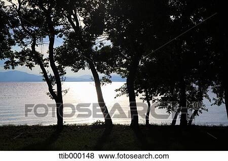Stock Photo - Trees silhouette at Lake Biwa, Shiga Prefecture, Japan. Fotosearch