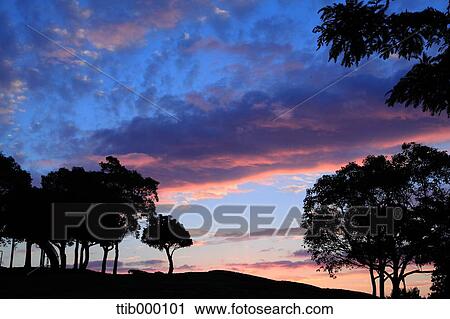 Trees silhouette at sunset View Large Photo Image Stock Image - Trees silhouette at sunset. Fotosearch
