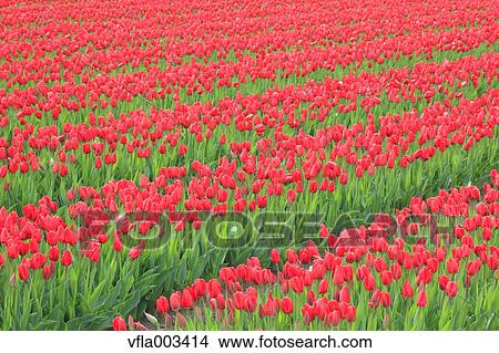 Tulip Field View Large Photo Image Picture - Tulip Field. Fotosearch