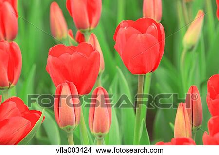 Tulip Field View Large Photo Image Picture - Tulip Field. Fotosearch