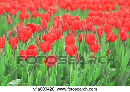Tulip Field View Large Photo Image Stock Image - Tulip Field. Fotosearch