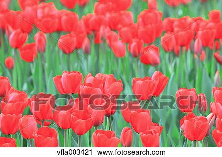 Tulip Field View Large Photo Image Stock Image - Tulip Field. Fotosearch