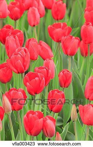 Tulip Field View Large Photo Image Stock Image - Tulip Field. Fotosearch