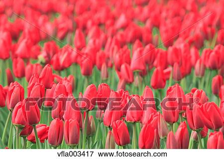 Tulip Field View Large Photo Image Stock Photo - Tulip Field. Fotosearch