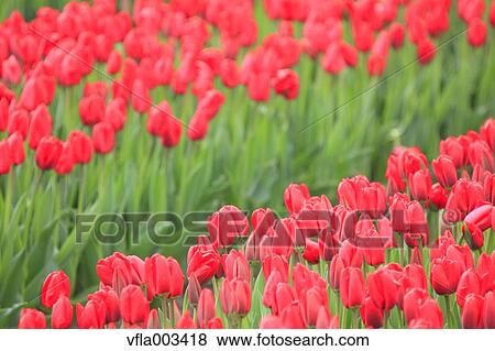Tulip Field View Large Photo Image Stock Photo - Tulip Field. Fotosearch