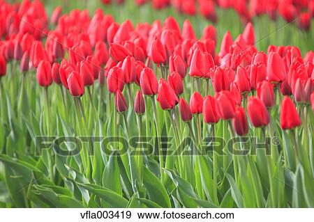 Stock Photo - Tulip Field. Fotosearch