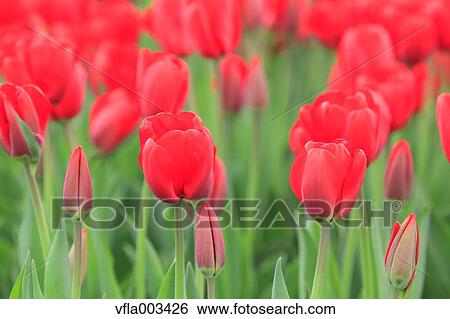 Stock Photograph - Tulip Field. Fotosearch
