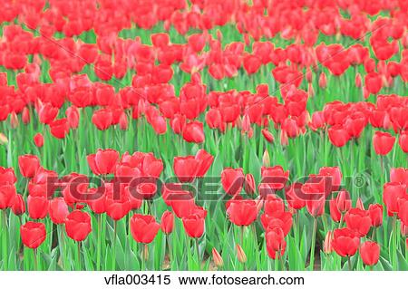 Tulip Field View Large Photo Image Stock Photography - Tulip Field. Fotosearch
