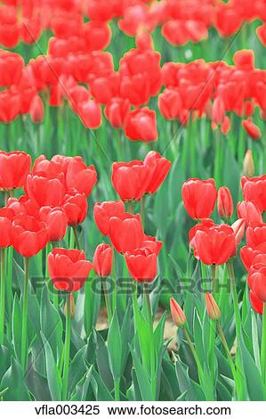 Tulip Field View Large Photo Image Stock Photography - Tulip Field. Fotosearch