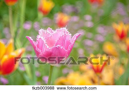 Stock Photo - Tulip. Fotosearch