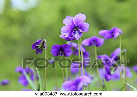 Violet flowers View Large Photo Image Stock Photo - Violet flowers. Fotosearch