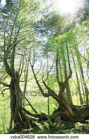Stock Photo - Virgin Forest. Fotosearch
