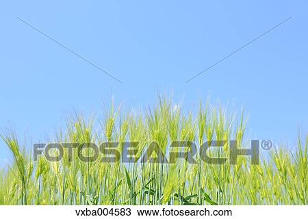 Wheat ears View Large Photo Image Stock Image - Wheat ears. Fotosearch