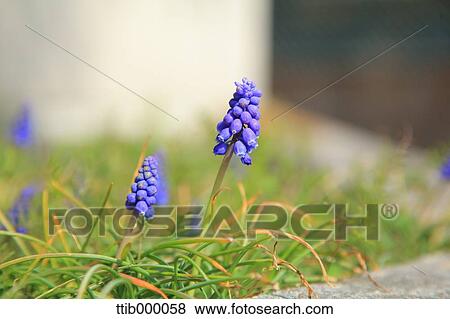 Wildflowers View Large Photo Image Stock Photo - Wildflowers. Fotosearch