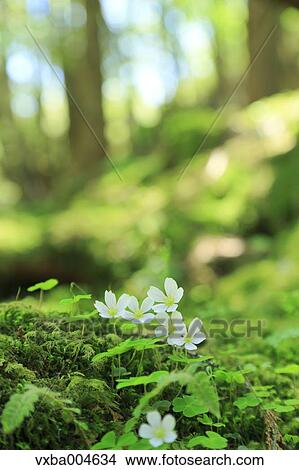 Wood Sorrel View Large Photo Image Picture - Wood Sorrel. Fotosearch