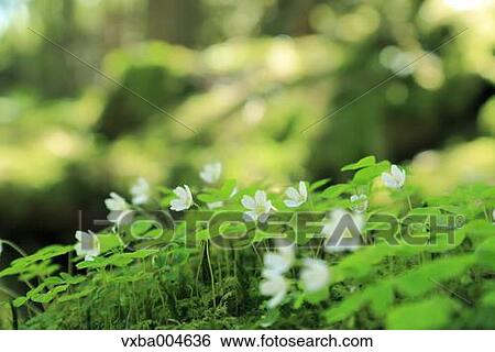 Wood Sorrel View Large Photo Image Stock Photograph - Wood Sorrel. Fotosearch