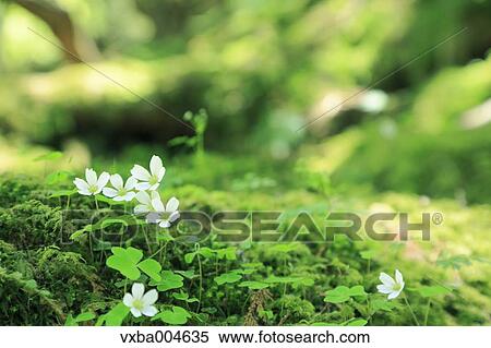 Wood Sorrel View Large Photo Image Stock Photography - Wood Sorrel. Fotosearch