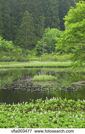 Yamagata Prefecture, Japan View Large Photo Image Stock Photo - Yamagata Prefecture, Japan. Fotosearch