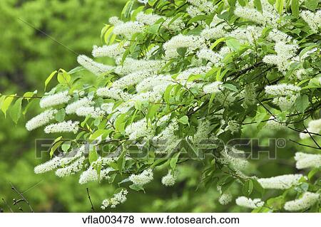 Stock Photo - Yamagata Prefecture, Japan. Fotosearch