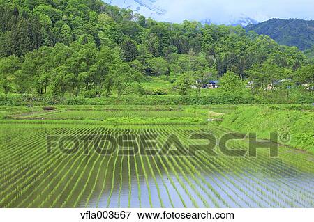 Stock Photo - Yamagata Prefecture, Japan. Fotosearch
