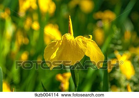 Picture - Yellow Iris. Fotosearch