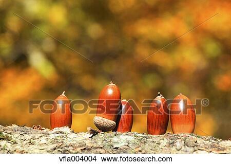 Acorns View Large Photo Image Picture - Acorns. Fotosearch