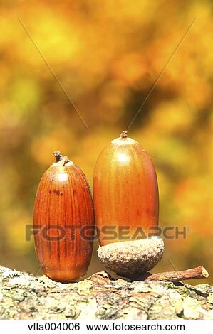 Acorns View Large Photo Image Stock Photograph - Acorns. Fotosearch