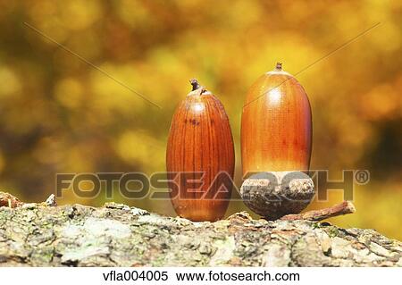 Acorns View Large Photo Image Stock Photography - Acorns. Fotosearch