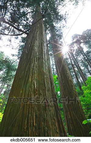 Akita Prefecture, Japan View Large Photo Image Stock Image - Akita Prefecture, Japan. Fotosearch