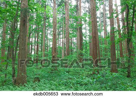 Stock Image - Akita Prefecture, Japan. Fotosearch