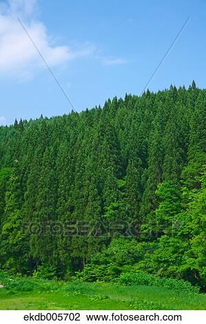 Akita Prefecture, Japan View Large Photo Image Stock Image - Akita Prefecture, Japan. Fotosearch