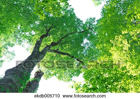 Akita Prefecture, Japan View Large Photo Image Stock Image - Akita Prefecture, Japan. Fotosearch