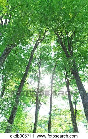 Stock Image - Akita Prefecture, Japan. Fotosearch