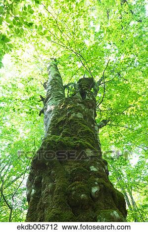 Akita Prefecture, Japan View Large Photo Image Stock Image - Akita Prefecture, Japan. Fotosearch