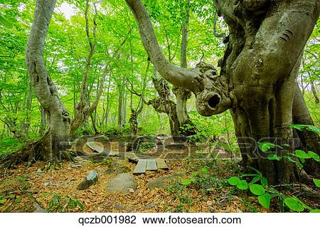 Akita Prefecture, Japan View Large Photo Image Stock Image - Akita Prefecture, Japan. Fotosearch