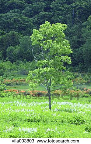 Akita Prefecture, Japan View Large Photo Image Stock Image - Akita Prefecture, Japan. Fotosearch