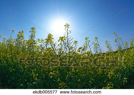 Stock Photo - Akita Prefecture, Japan. Fotosearch