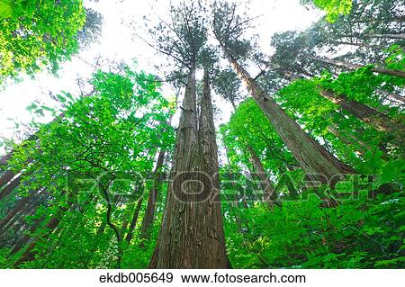 Akita Prefecture, Japan View Large Photo Image Stock Photo - Akita Prefecture, Japan. Fotosearch