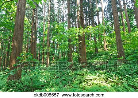 Akita Prefecture, Japan View Large Photo Image Stock Photo - Akita Prefecture, Japan. Fotosearch